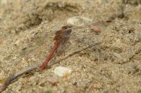 Sympetrum meridionale