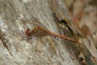 Sympetrum striolatum