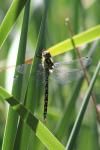 Aeshna cyanea