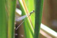 Chalcolestes viridis