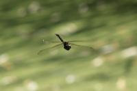 Aeshna cyanea