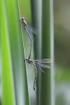 Chalcolestes viridis