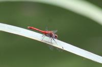 Sympetrum sanguineum