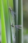 Chalcolestes viridis