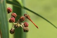 Sympetrum sanguineum