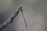 Lestes sponsa