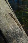 Sympecma fusca