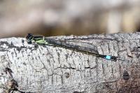 Ischnura elegans