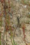 Sympecma fusca