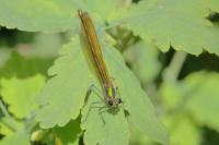 Calopteryx