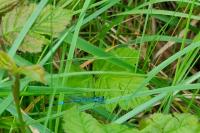 Coenagrion puella