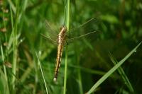 Orthetrum albistylum