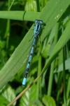 Enallagma cyathigerum