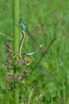 Ischnura elegans