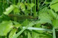 Calopteryx splendens