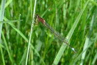 Ischnura elegans