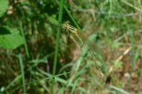Lestes barbarus
