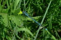 Erythromma lindenii