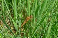 Crocothemis erythraea