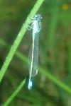 Ischnura elegans