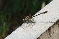 Onychogomphus forcipatus