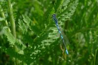 Coenagrion scitulum