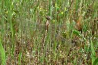 Orthetrum albistylum