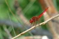 Crocothemis erythraea
