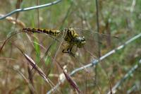 Onychogomphus forcipatus