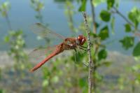 Sympetrum fonscolombii