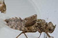Leucorrhinia caudalis