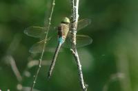 Anax parthenope