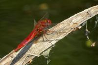 Crocothemis erythraea
