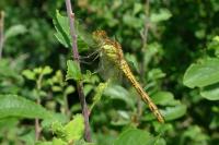 Sympetrum striolatum