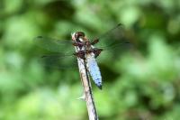 Libellula depressa