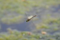 Cordulia aenea