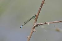 Ischnura elegans
