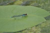 Erythromma najas