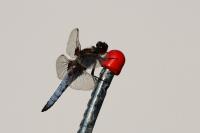 Libellula depressa
