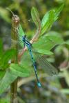 Coenagrion puella