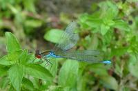 Erythromma viridulum