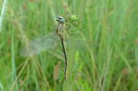 Gomphus pulchellus