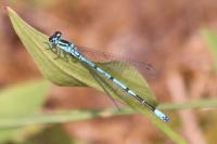 Coenagrion puella