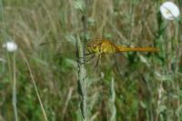 Sympetrum meridionale