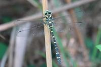 Cordulegaster boltonii