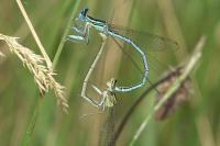 Platycnemis pennipes