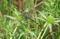 Onychogomphus forcipatus