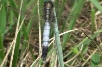 Orthetrum albistylum