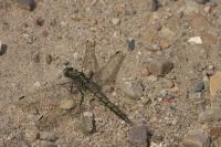 Orthetrum cancellatum