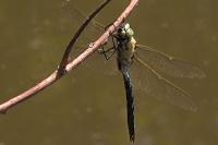 Anax imperator